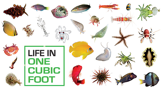 Exhibit Title "Life in One Cubic Foot" set in a green cube and surrounded by a collage of different marine species of animals