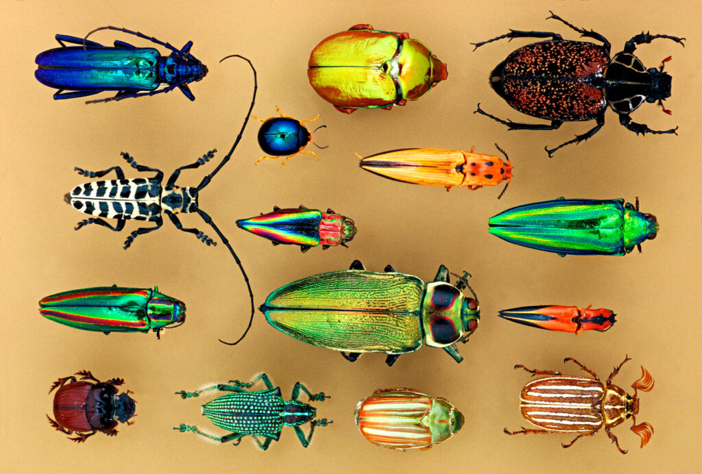 An colorful arrangement of insects of different shapes and sizes